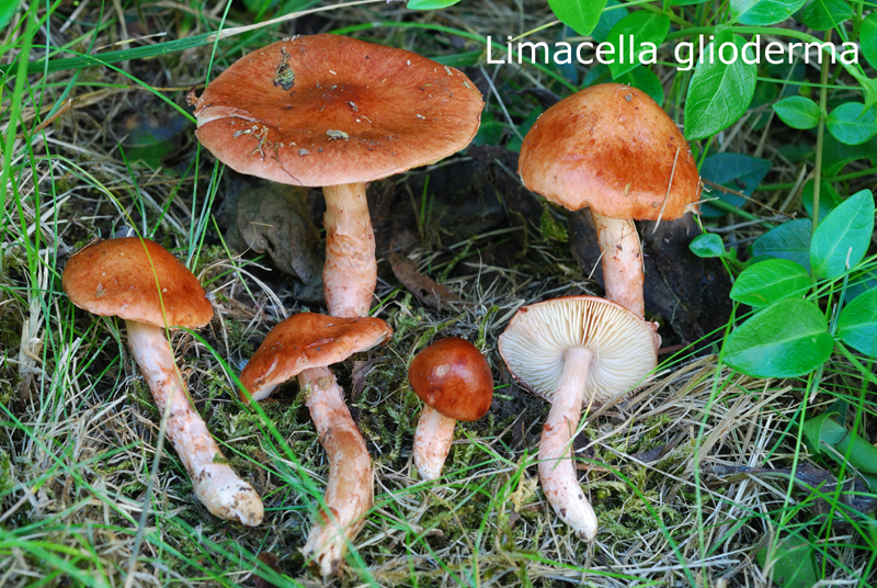 Limacella glioderma-amf1248.jpg